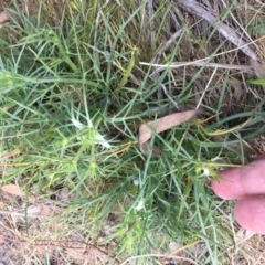 Eryngium ovinum at Belconnen, ACT - 8 Oct 2023