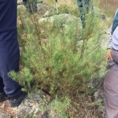 Cassinia quinquefaria (Rosemary Cassinia) at Belconnen, ACT - 8 Oct 2023 by dwise