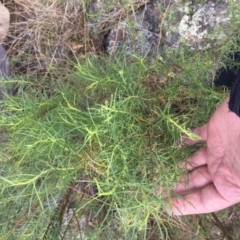 Cassinia quinquefaria at Belconnen, ACT - 8 Oct 2023