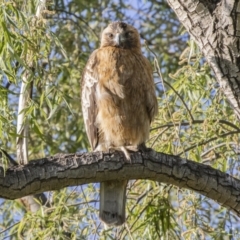 Hieraaetus morphnoides (Little Eagle) at Fyshwick, ACT - 8 Oct 2023 by ReeniRooMartinez