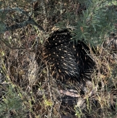 Tachyglossus aculeatus (Short-beaked Echidna) at Jerrabomberra, NSW - 9 Oct 2023 by FeralGhostbat