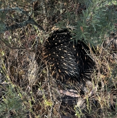 Tachyglossus aculeatus (Short-beaked Echidna) at Mount Jerrabomberra - 9 Oct 2023 by FeralGhostbat