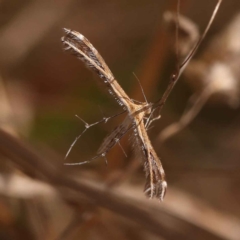 Stangeia xerodes (A plume moth) at Dryandra St Woodland - 8 Oct 2023 by ConBoekel