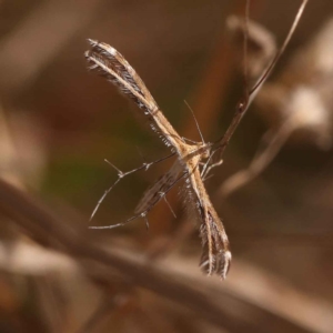 Stangeia xerodes at O'Connor, ACT - 8 Oct 2023 11:48 AM