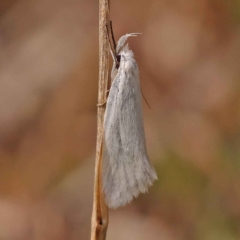 Zacorus carus (Wingia group moth) at Dryandra St Woodland - 8 Oct 2023 by ConBoekel