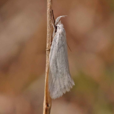 Zacorus carus (White Wingia) at O'Connor, ACT - 8 Oct 2023 by ConBoekel