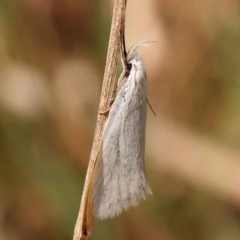 Zacorus carus at O'Connor, ACT - 8 Oct 2023 11:51 AM