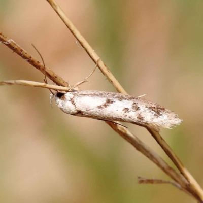 Philobota lysizona (A concealer moth) at Dryandra St Woodland - 8 Oct 2023 by ConBoekel