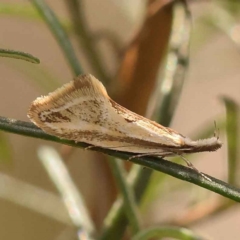 Thema macroscia (A concealer moth) at Dryandra St Woodland - 8 Oct 2023 by ConBoekel