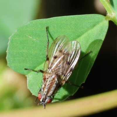 Lauxaniidae (family) (Unidentified lauxaniid fly) at Wodonga, VIC - 9 Oct 2023 by KylieWaldon