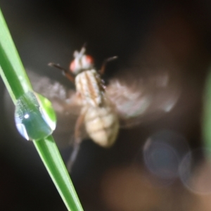 Lauxaniidae (family) at Wodonga - 9 Oct 2023