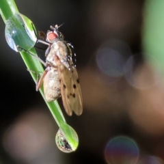 Lauxaniidae (family) at Wodonga - 9 Oct 2023