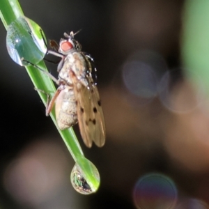 Lauxaniidae (family) at Wodonga - 9 Oct 2023 08:49 AM