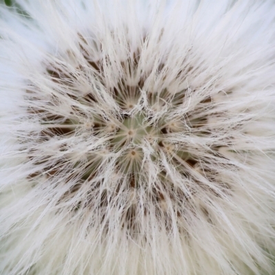 Sonchus oleraceus (Annual Sowthistle) at Wodonga, VIC - 9 Oct 2023 by KylieWaldon