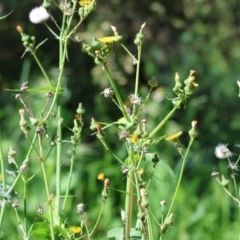 Sonchus oleraceus at Wodonga, VIC - 9 Oct 2023 08:55 AM