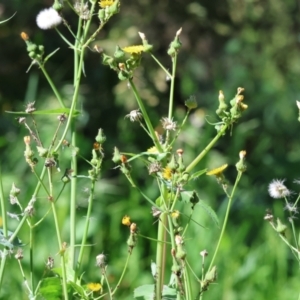 Sonchus oleraceus at Wodonga, VIC - 9 Oct 2023