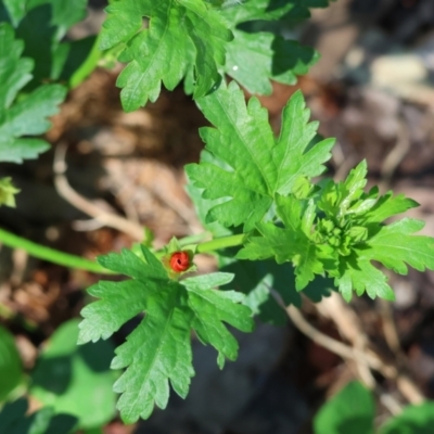 Modiola caroliniana (Red-flowered Mallow) at Wodonga - 9 Oct 2023 by KylieWaldon