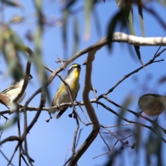 Pardalotus striatus (Striated Pardalote) at Mount Ainslie - 7 Oct 2023 by jb2602