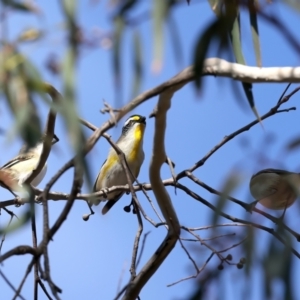 Pardalotus striatus at Majura, ACT - 7 Oct 2023 04:23 PM