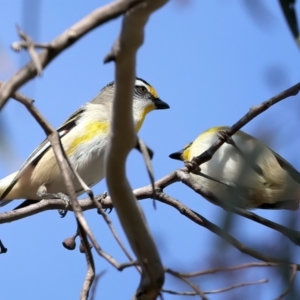 Pardalotus striatus at Majura, ACT - 7 Oct 2023