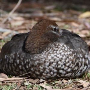 Chenonetta jubata at Ormiston, QLD - 9 Oct 2023 03:21 PM