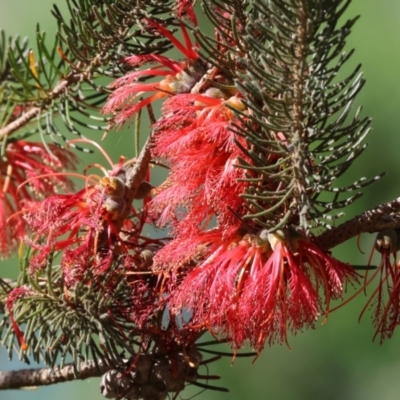 Calothamnus sp. (One-sided Bottlebrush) at Wodonga - 9 Oct 2023 by KylieWaldon