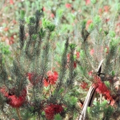 Calothamnus sp. at Wodonga, VIC - 9 Oct 2023