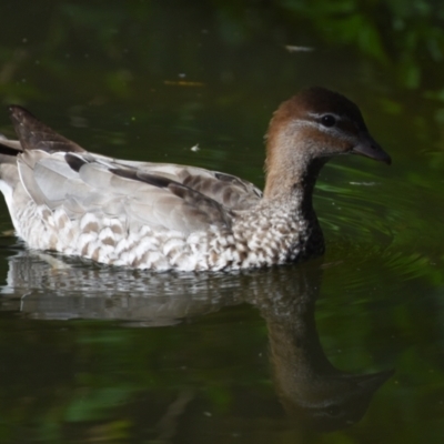 Chenonetta jubata (Australian Wood Duck) at Ormiston, QLD - 9 Oct 2023 by PJH123