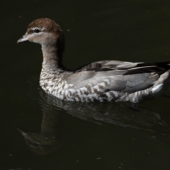 Chenonetta jubata at Ormiston, QLD - 9 Oct 2023