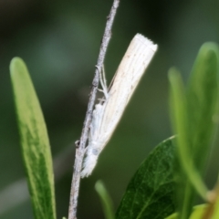 Culladia cuneiferellus (Crambinae moth) at Wodonga, VIC - 9 Oct 2023 by KylieWaldon