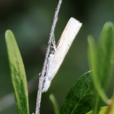 Culladia cuneiferellus (Crambinae moth) at Wodonga, VIC - 9 Oct 2023 by KylieWaldon