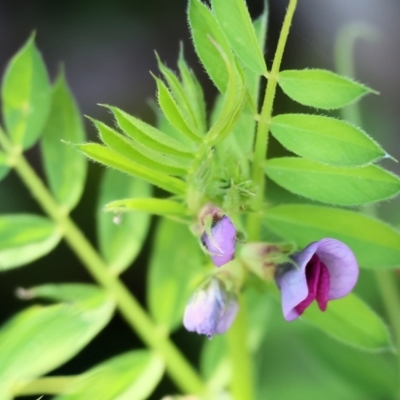 Vicia sativa (Common Vetch) at Clyde Cameron Reserve - 8 Oct 2023 by KylieWaldon