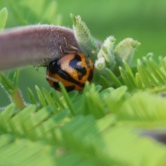 Peltoschema oceanica (Oceanica leaf beetle) at Clyde Cameron Reserve - 8 Oct 2023 by KylieWaldon