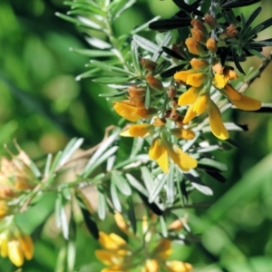 Genista linifolia at Wodonga, VIC - 9 Oct 2023 09:07 AM