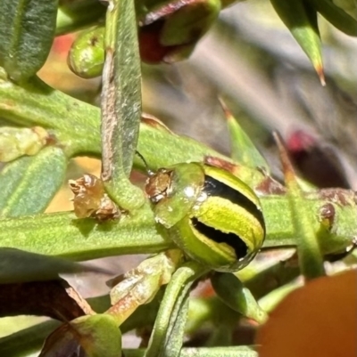 Peltoschema lepida (A leaf beetle) at Namadgi National Park - 9 Oct 2023 by Pirom