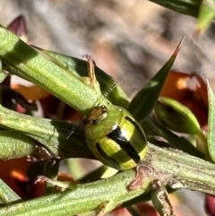 Peltoschema lepida at Rendezvous Creek, ACT - 9 Oct 2023 02:18 PM