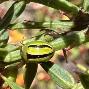 Peltoschema lepida at Rendezvous Creek, ACT - 9 Oct 2023 02:18 PM