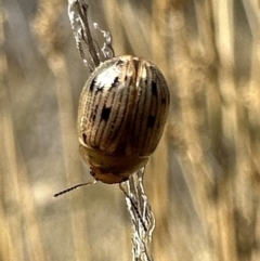 Faex sp. (genus) (Faex Leaf Beetle) at Rendezvous Creek, ACT - 9 Oct 2023 by Pirom