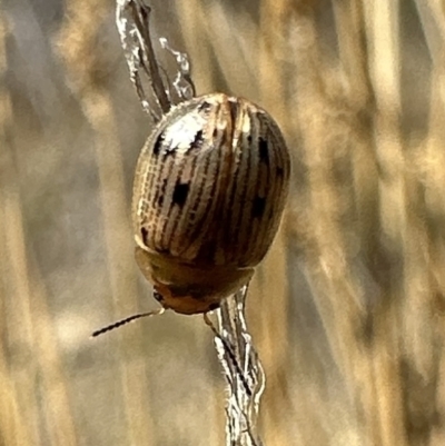 Faex sp. (genus) (Faex Leaf Beetle) at Namadgi National Park - 9 Oct 2023 by Pirom