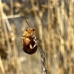 Faex sp. (genus) at Rendezvous Creek, ACT - 9 Oct 2023