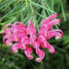 Grevillea sp. (Grevillea) at Wodonga - 9 Oct 2023 by KylieWaldon