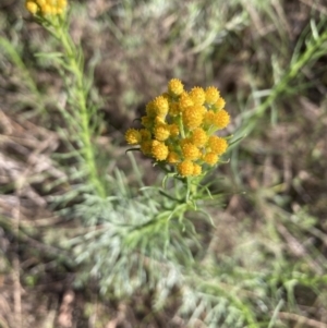 Chrysocephalum semipapposum at Bruce, ACT - 9 Oct 2023 08:02 PM