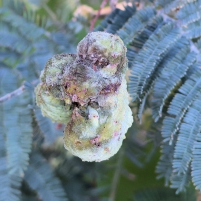 Unidentified Acacia Gall at Clyde Cameron Reserve - 8 Oct 2023 by KylieWaldon