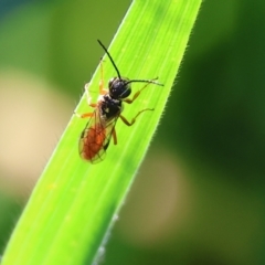 Unidentified Wasp (Hymenoptera, Apocrita) at Wodonga - 8 Oct 2023 by KylieWaldon