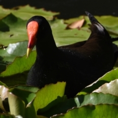 Gallinula tenebrosa (Dusky Moorhen) at Ormiston, QLD - 9 Oct 2023 by PJH123