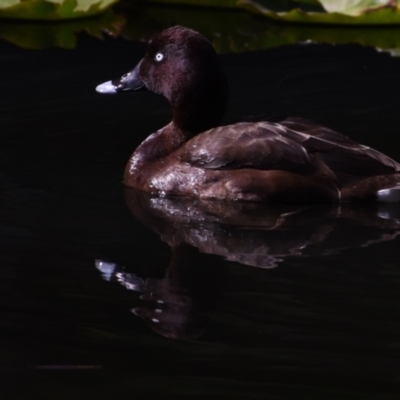 Aythya australis (Hardhead) at Ormiston, QLD - 9 Oct 2023 by PJH123