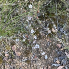 Gaudium multicaule (Teatree) at Bruce Ridge to Gossan Hill - 9 Oct 2023 by lyndallh