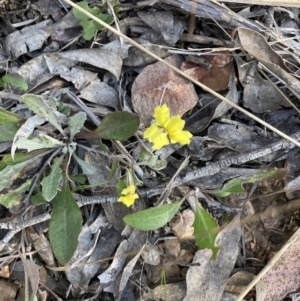 Goodenia hederacea subsp. hederacea at Bruce, ACT - 9 Oct 2023 05:44 PM