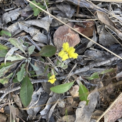 Goodenia hederacea subsp. hederacea (Ivy Goodenia, Forest Goodenia) at Bruce, ACT - 9 Oct 2023 by lyndallh