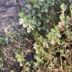 Brachyloma daphnoides at Bruce, ACT - 9 Oct 2023 05:28 PM